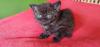 Selkirk Rex - superflauschig bis lockig -sucht Dich! Momo(w)