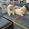 Reinrassige Chow-Chow Welpen mit blauer Zunge Geimpft & Gechipt