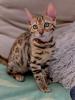 Bengal Baby Kater zu verkaufen