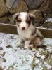 Australian Shepherd Welpen mit ASCA Papieren