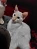 Balinesen Kitten,  Siam halblanghaar mit Stammbaum
