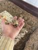 Nachzuchten 1 und 2 Jahre alt der griechischen Landschildkröte