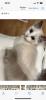 Zwei kitten heilige Birma/  Ragdoll