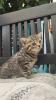 BKH Kitten.Babykatzen