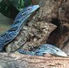 2.2 Varanus macraei