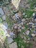 griechische Landschildkröten