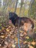 Charly sucht dringend ein neues Zuhause