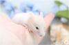 Zauberhafte,  zahme Goldhamster und Teddyhamster