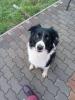Rexcik - Border Collie,  aktiv und verspielt