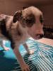 Border Collie Welpen