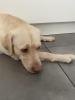Deckrüde Labrador