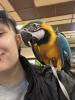 handzahmer Kakadu gesucht