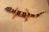 Leopardgecko Nachzucht 2021,  mehrere Jungtiere zur Auswahl