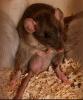 Wundervolle Ratten( Jungtiere )