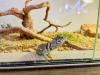 Terrarium mit Halsbandleguan w