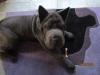 Shar-Pei Hündin 9 1/ 2 Monate