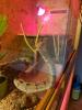 Verkaufe Boa Imperator Männchen + Terrarium