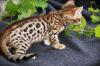 Reinrassige Bengal Katzenbaby abzugeben