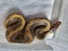 Weibliche Königspythons !!!!!!!!!!