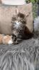 Wunderschöne reinrassige Maine Coon Kitten