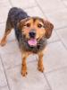 Otis ist ein sehr freundlicher,  liebenswerter,  niedlicher Hund.