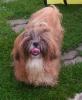 gold-weisser shihtzu Rüde ( fuer die Ausstellung )