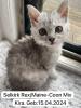 4 zuckersüße Selkirk Rex/  Main-Coon Mix Kitten