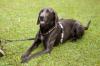 JOE FRITZ  -  männlich  2 Jahre  63 cm  32 kg  Weimaraner  Gechipt