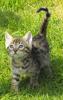 Bengalkitten mit Stammbaum