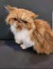Suche kuschelplatz  für Gizmo