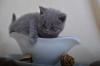 5 BKH Kater u. 1 BLH Kater in den Farben Blau u. Creme,  suchen zuverlässiges Kus