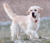 Golden Retriever  Wurfankündigung