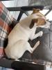 Parson Terrier