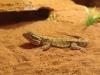 Terrarium mit Bartagame
