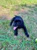 Labrador Welpen