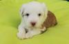 Tibet Terrier Welpen