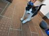 Bauerhofkitten suchen Zuhause , katzen, Kater, kitten