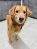 Barnaby ist ein wirklich toller,  liebevoller und verträglicher Hund