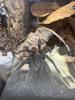 Vogelspinne Lasiodora parahybana
