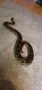 Madagaskar Boa 