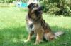 Sly - männlich 2 Jahre 52 cm 23 kg Briard-Mix Gechipt Nicht kastriert