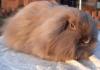 Wooly Teddywidder Zwergkaninchen 