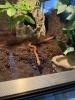 2 Kornnattern + Hochwertiges Terrarium zu verkaufen