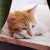 SWEETY - weiblich 1 Jahr europäische Kurzhaarkatze Gechipt Kastriert