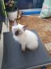 reinrassige Siam Kitten