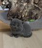 Süße verschmuste Britisch Kurzhaar,  Britisch Langhaar und mix Kitten Katzenbabys
