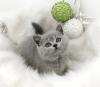 BKH Kitten mit dem exzellenten Stammbaum