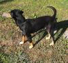 junger Hund abzugeben /  Erdélyi Kopo / Bracke Laufhund