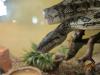 Phyton Rautenphyton / Teppichphyton