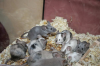 Futtertiere aus meiner Farbmauszucht